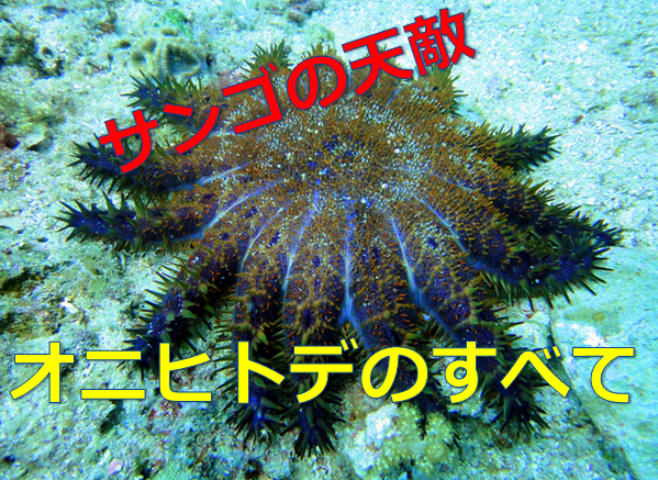 オニヒトデ アイ – マリブ 水槽メンテナンス神奈川【海水専門